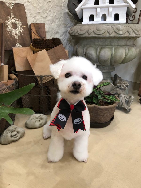 テピーハート　トリミング