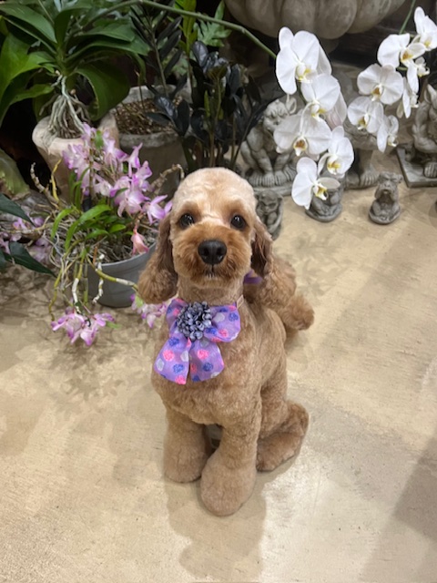 鎌倉市プードル