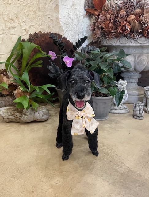 鎌倉市プードル