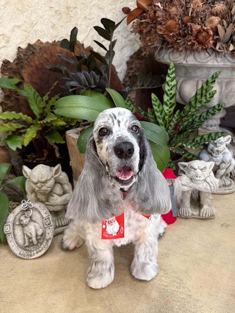 上質で落ち着いた雰囲気に仕上げたクリスマストリミングの犬の写真