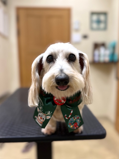 繊細なカットで仕上げた柔らかなクリスマストリミングの犬の写真