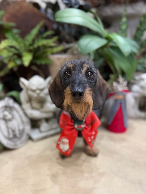 ワイヤーヘアの質感が美しく整えられた犬のクリスマストリミング