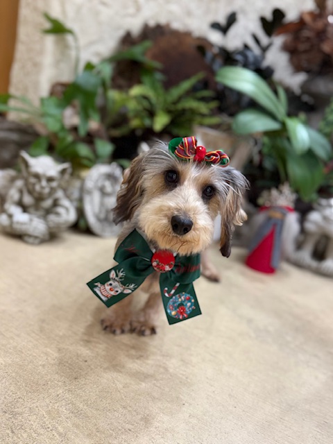 ナチュラルな毛流れが美しいクリスマストリミングの犬の写真