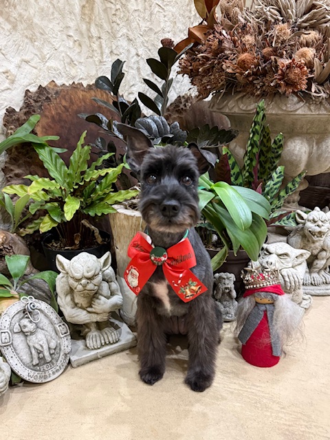 艶のある黒い毛並みが美しいクリスマストリミング写真