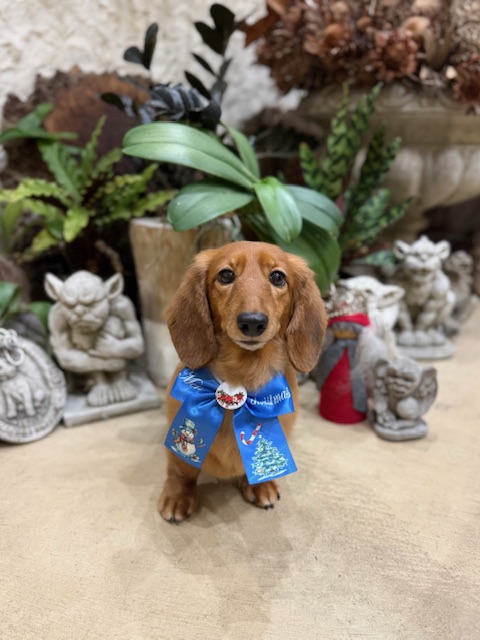 湘南の家づくり｜段差の少ない設計で小型犬に優しい注文住宅とミニチュアダックス｜鎌倉七里ガ浜工務店