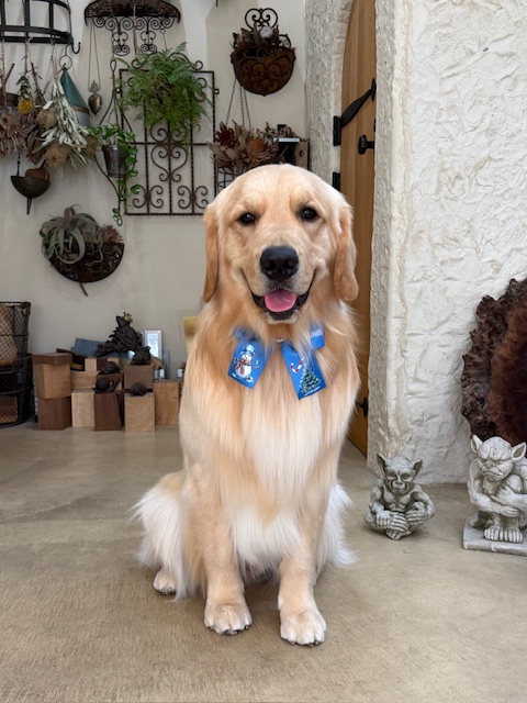 湘南の注文住宅｜無垢材の床で大型犬も安心して暮らせる家とゴールデンレトリバー｜鎌倉七里ガ浜工務店