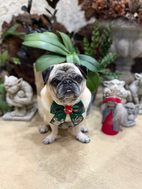 湘南の家づくり｜漆喰と調湿で快適な室内環境を整えた注文住宅とパグ｜鎌倉・七里ガ浜の工務店