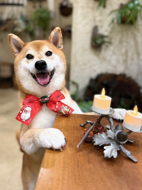 湘南の注文住宅｜漆喰と無垢材に包まれた上質な家づくりと柴犬の笑顔｜鎌倉・七里ガ浜の工務店