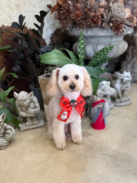 湘南の注文住宅｜漆喰の質感が映えるペットと暮らす上質な住まいとトイプードル｜鎌倉・七里ガ浜工務店