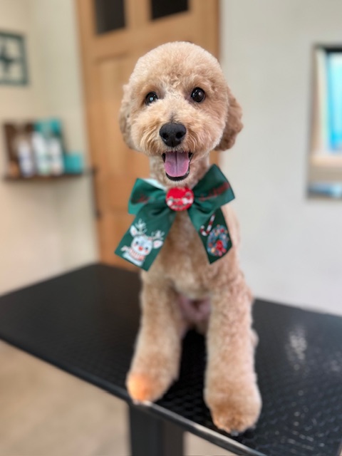 湘南の注文住宅｜漆喰と無垢材の家でトイプードルが暮らす上質な住空間｜鎌倉七里ガ浜の工務店