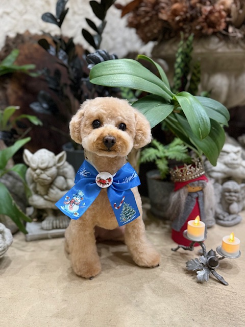 湘南の注文住宅｜調湿素材で快適な住空間を整えた家とトイプードル｜鎌倉七里ガ浜の工務店