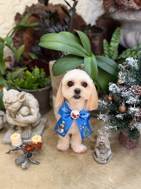 湘南の暮らし × ペットと暮らす自然素材の家｜観葉植物と漆喰の空間に座る小型犬｜鎌倉・七里ガ浜の工務店