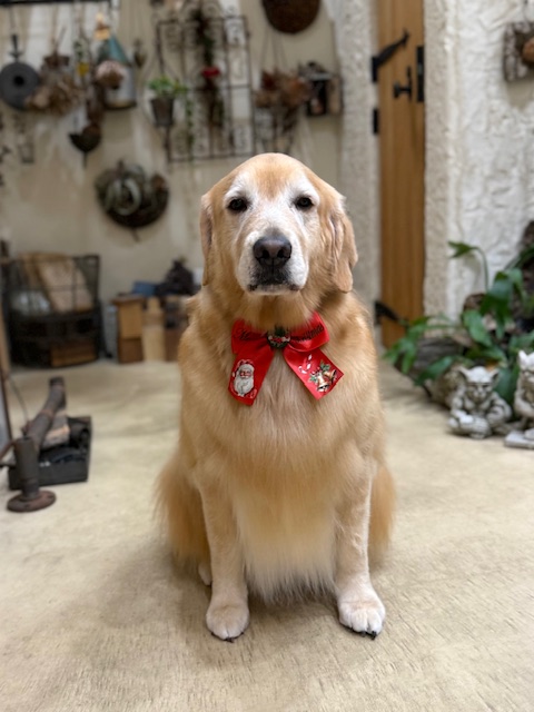 湘南の注文住宅｜漆喰と無垢材の上質な空間でくつろぐゴールデンレトリバー｜鎌倉・七里ガ浜の工務店・家づくり・ペットと暮らす住宅
