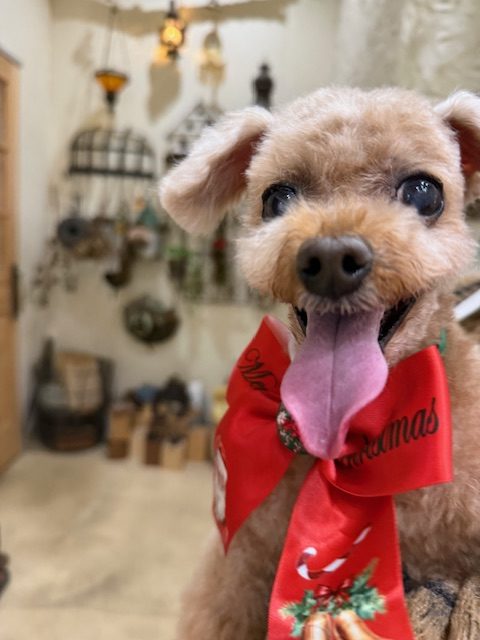 漆喰の柔らかな光に包まれたトイプードルのアップ写真｜湘南の注文住宅・自然素材の家