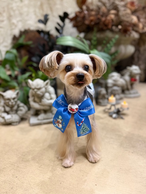 湘南の注文住宅｜無垢材の床と漆喰の壁に映えるヨークシャーテリア｜鎌倉・七里ガ浜・工務店・家づくり