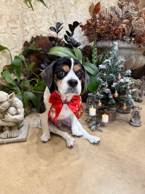 湘南の注文住宅｜自然素材の空間で過ごすビーグル｜漆喰・無垢材・七里ガ浜・工務店