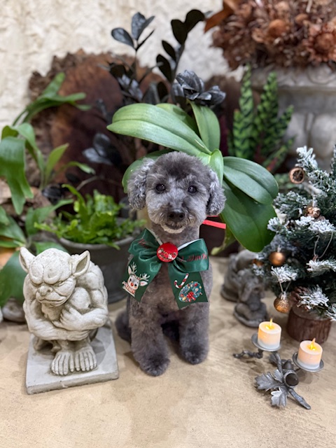 調湿性能のある漆喰の家 × トイプードル｜自然素材と上質な空間デザイン｜湘南の注文住宅・鎌倉工務店