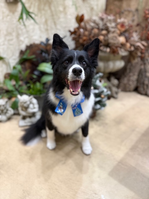 湘南の注文住宅｜土間テラスで暮らすボーダーコリー｜七里ガ浜・鎌倉工務店・家づくり・愛犬と過ごす空間