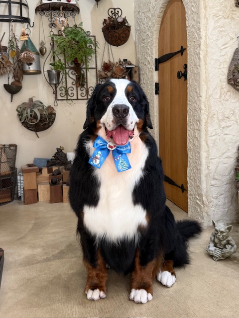 湘南の注文住宅｜テラスとつながるリビングで過ごすバーニーズ｜七里ガ浜・鎌倉工務店・ペットと暮らす家