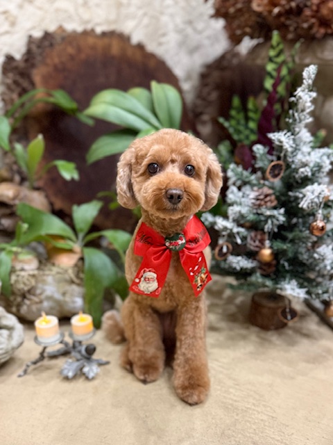 湘南の注文住宅｜漆喰と無垢材の空間で過ごすトイプードル｜鎌倉・七里ガ浜の工務店