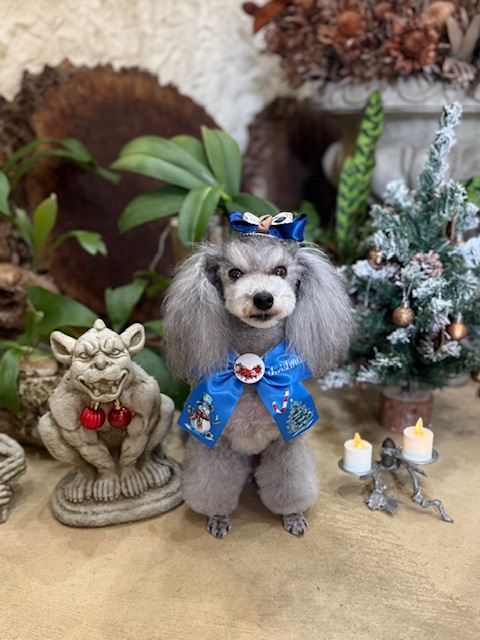 漆喰と無垢材に囲まれた湘南の上質な空間で仕上げたトイプードルのトリミング