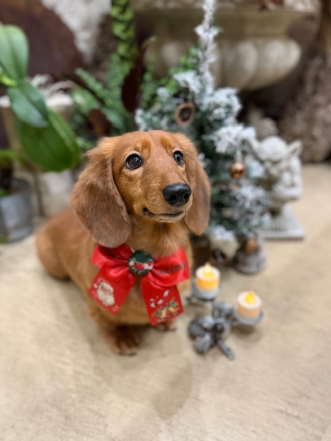 漆喰と自然素材の湘南の空間で撮影したミニチュアダックスのトリミング写真