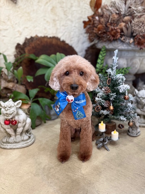 湘南の漆喰空間で自然な毛並みを活かしたトイプードルのトリミング写真