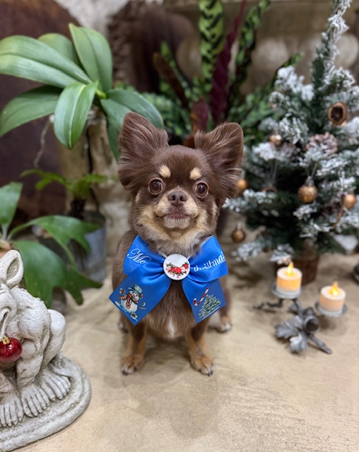 無垢材と植物に囲まれた湘南の空間で整えたチワワのトリミング写真