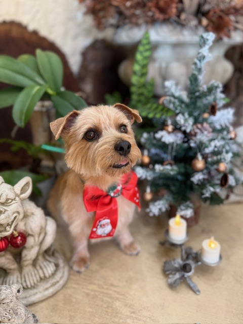 湘南の注文住宅の空気感に調和する、漆喰や無垢材の家づくりをイメージした上質なトリミング仕上げ