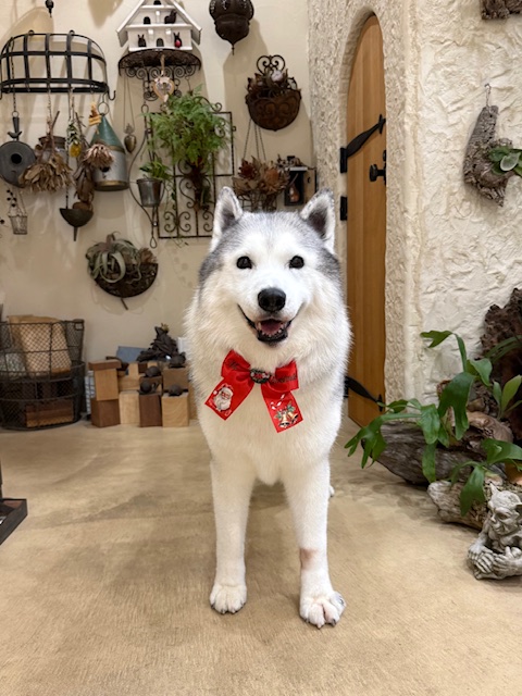 湘南の開放的な注文住宅空間で撮影したシベリアンハスキーのトリミング写真