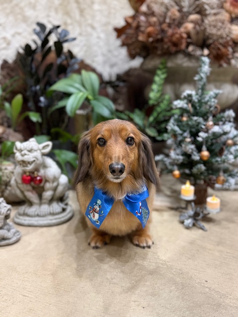 湘南の無垢材と漆喰空間で撮影したミニチュアダックスのトリミング写真