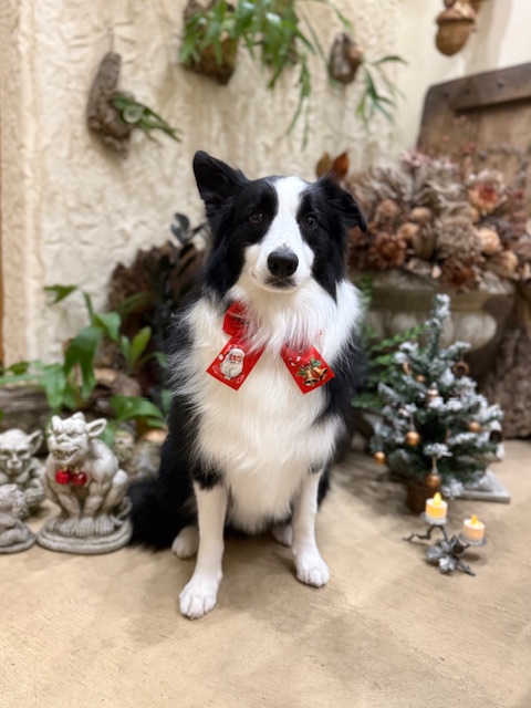 湘南の注文住宅を思わせる空間で撮影した、ボーダーコリーのトリミング写真