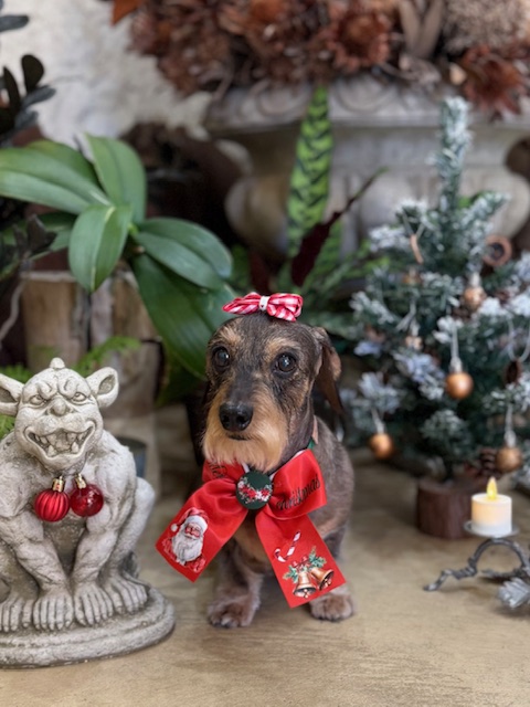 アクセントを効かせた湘南の注文住宅デザインと共通する、写真映えするトリミング