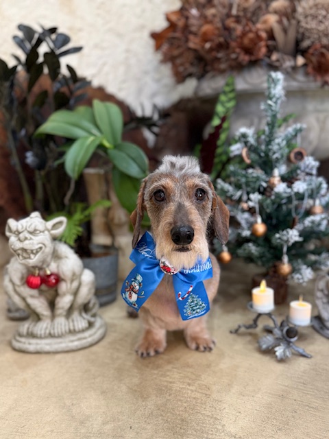 経年変化を楽しむ湘南の注文住宅の考え方を取り入れた、持続性のあるトリミング