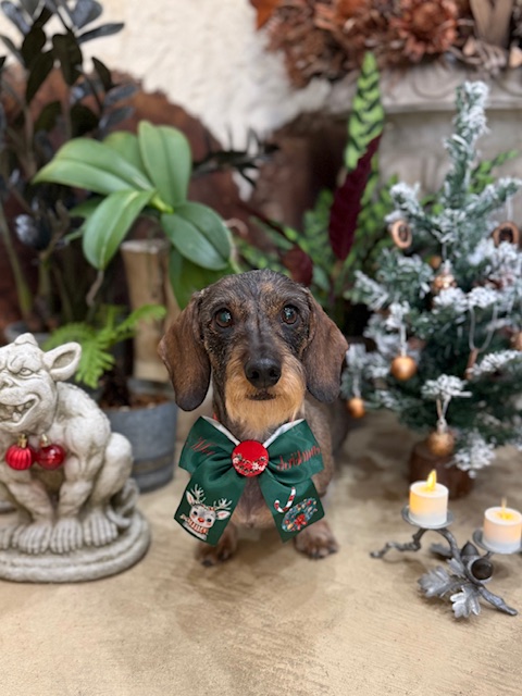 無垢材や自然素材を活かす湘南の家づくりと共通する、ワイヤー毛質を大切にしたトリミング