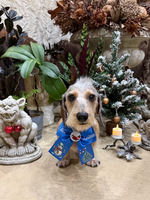 調湿性に配慮した湘南の注文住宅の思想を反映した、快適性重視のトリミング