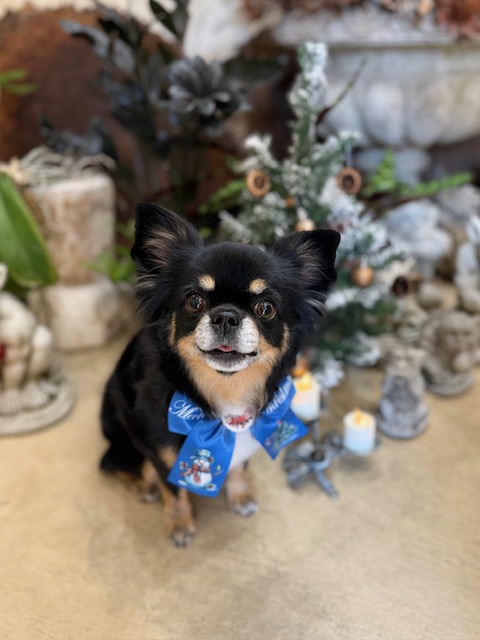 無垢材と自然素材の空間に映える、上質で落ち着いたトリミング