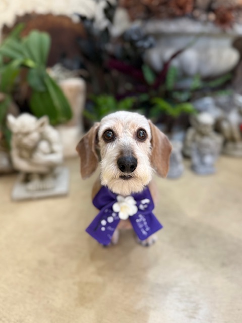 漆喰と植栽のある湘南の住空間に合う、ナチュラルで上質なトリミング