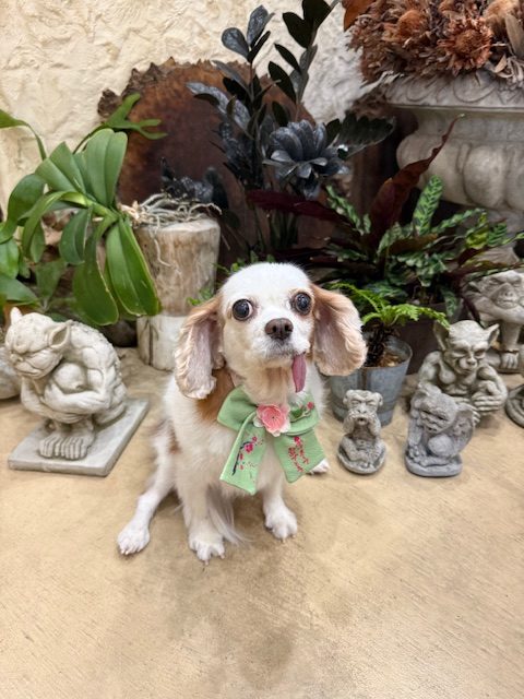 湘南の注文住宅の漆喰空間に調和する、上質でやさしいトリミングスタイル