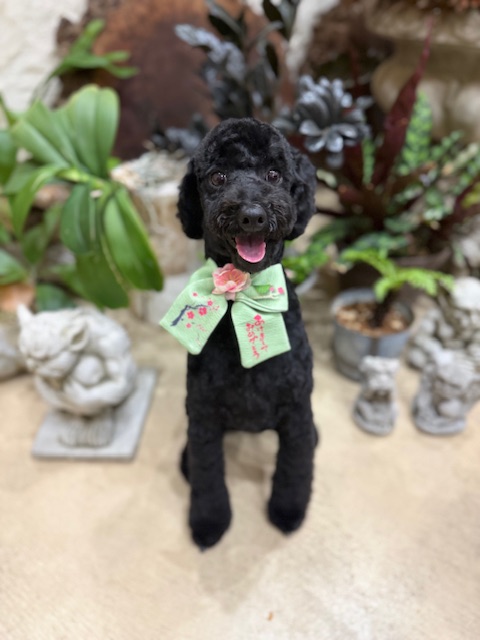 湘南の上質な住空間に映える、軽やかで整ったトリミングスタイル