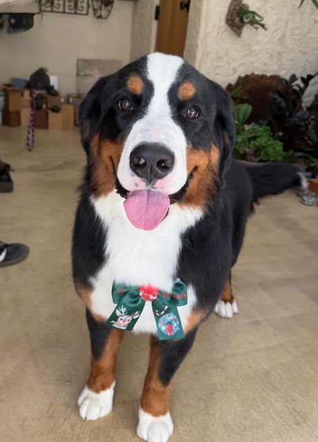 漆喰と無垢材の湘南住宅に調和する、存在感のある上質トリミング