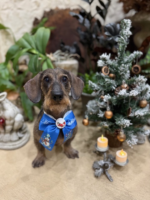 湘南の注文住宅の落ち着いた空間に似合う、品のあるトリミングスタイル