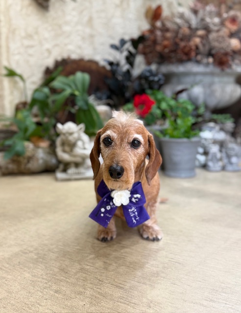 湘南の注文住宅の漆喰空間でトリミングされたダックス｜自然素材と調湿に包まれた上質な暮らし