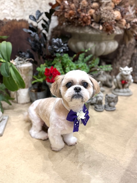 湘南の家づくりをイメージした漆喰空間で整えたシーズーのトリミング｜上質で落ち着いた住まいのような仕上がり