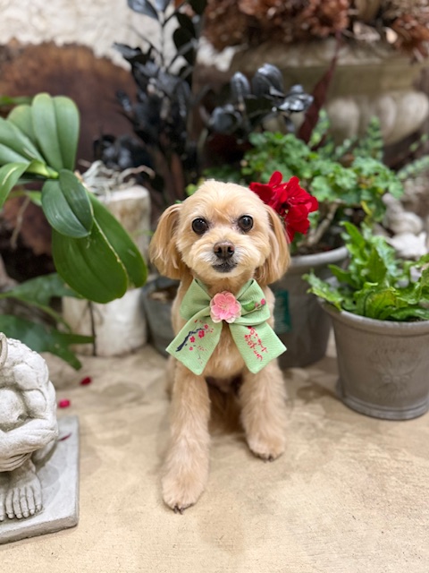 湘南の暮らしを感じる自然素材の空間で仕上げた小型MIXのトリミング｜漆喰と光に調和するナチュラルスタイル