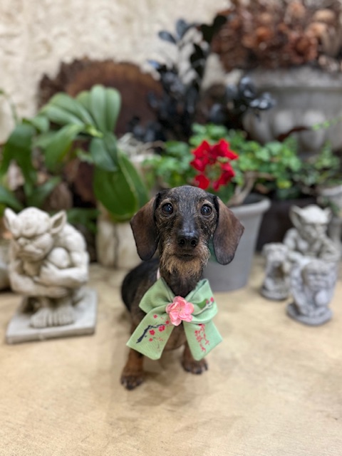 漆喰と植栽のある湘南住宅に調和する、落ち着いたトリミング