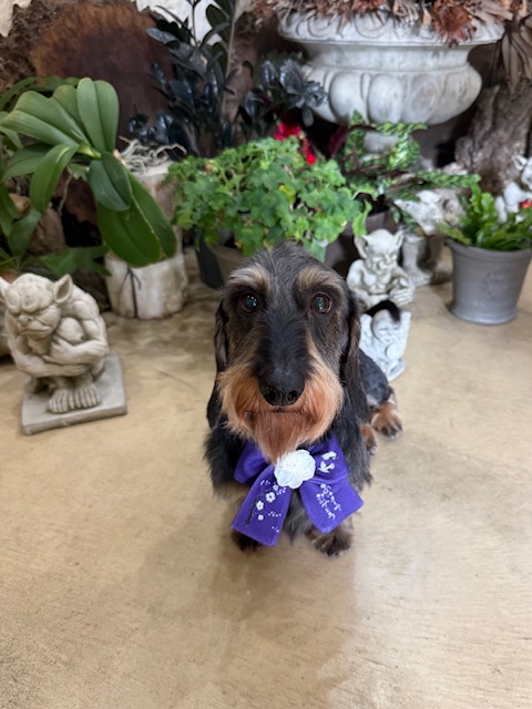 漆喰と自然素材の湘南の住空間に調和する、落ち着いたトリミングスタイル