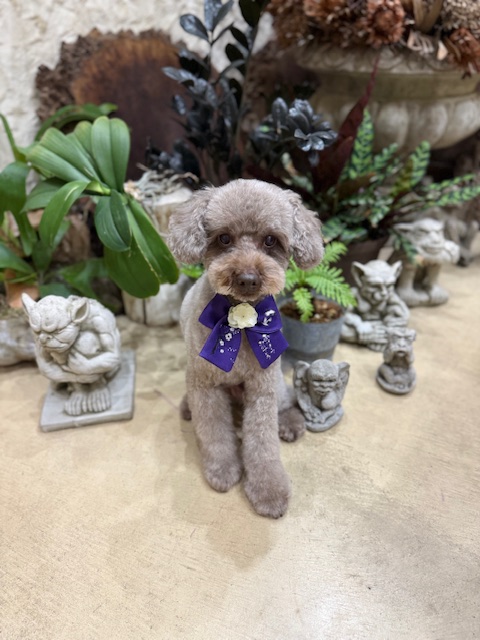 無垢材と自然素材の空間に似合う、品のあるトリミングスタイル