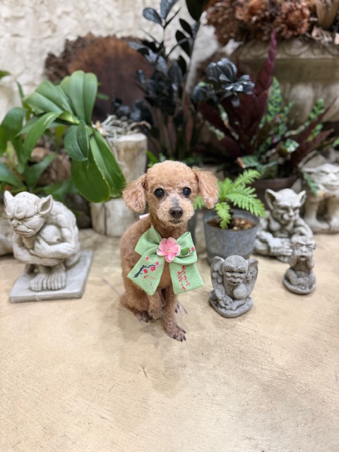 自然素材に囲まれた湘南の暮らしに合う、軽やかなトリミング