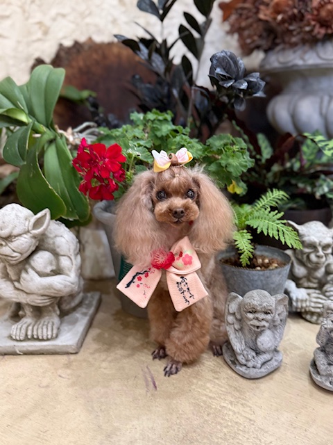 左官壁と調和する空間で仕上げたトイプードルのトリミング｜湘南の注文住宅に通じる立体的な美しさ